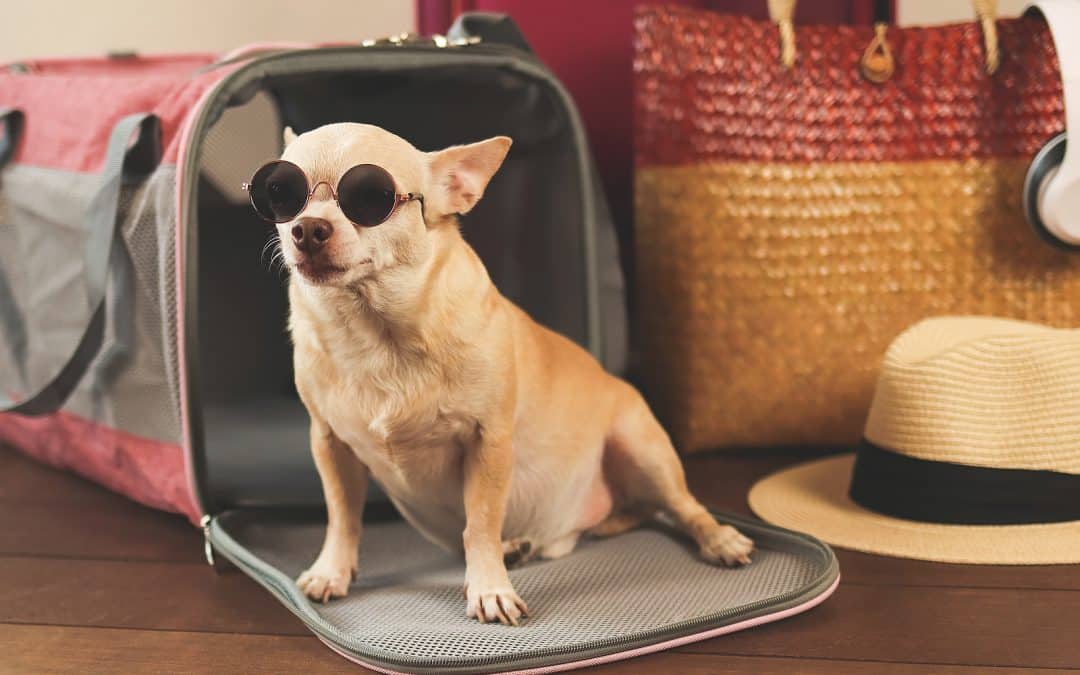 Pet-Friendly Vacation Destinations With Merritt World Vacations
